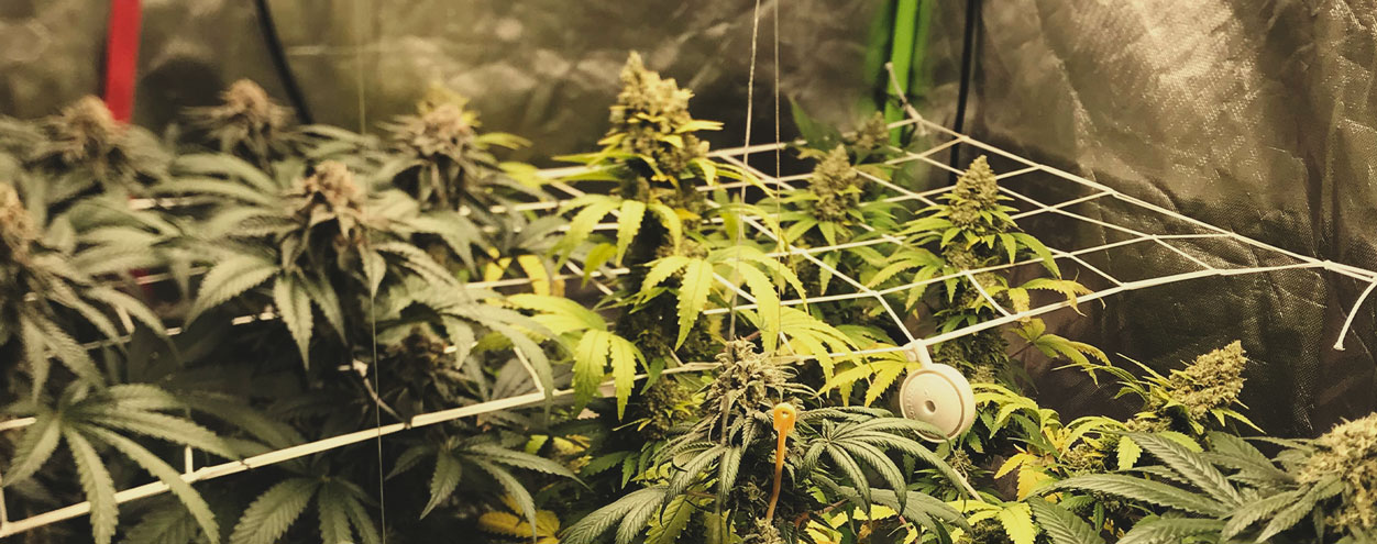 Si possono coltivare diverse varietà di cannabis nella stessa grow room?