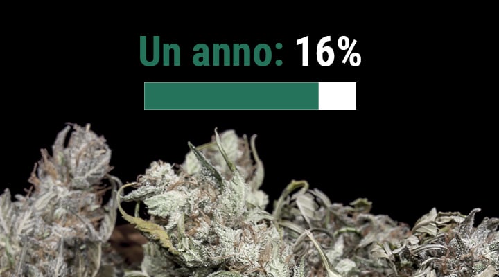 Per quanto tempo si conserva la marijuana?