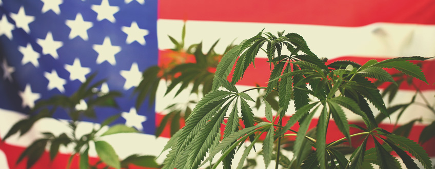 Perché il Mondo della Cannabis ha gli Occhi Puntati sugli Stati Uniti?
