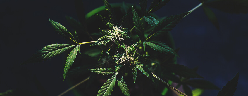 Anche le Costellazioni Svolgono un Ruolo Importante per Chi Coltiva Ganja Seguendo i Ritmi Lunari
