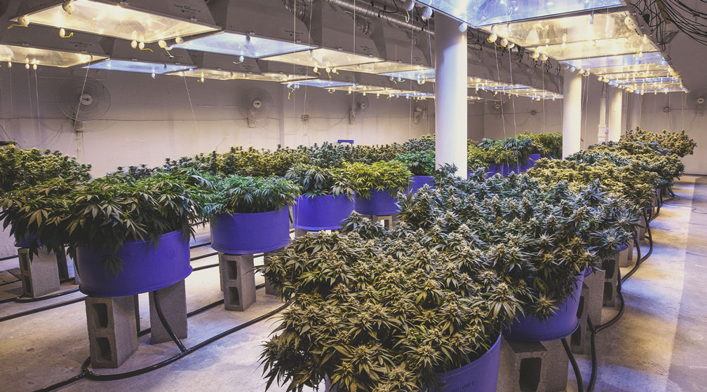 La professionalizzazione della coltivazione della cannabis