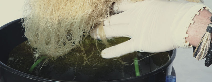 Alghe – Un Focolaio di Agenti Patogeni delle Piante
