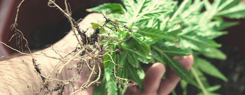 Le Radici della Cannabis Contengono Cannabinoidi o Terpeni?