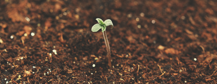 Come Evitare che le Plantule di Cannabis si Allunghino Troppo e si Pieghino? Come Evitare che le Plantule di Cannabis si Allunghino Troppo e si Pieghino?