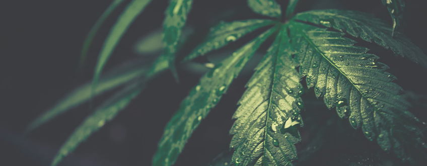 LA SCIENZA DIETRO LA MARIJUANA E IL SESSO LA SCIENZA DIETRO LA MARIJUANA E IL SESSO