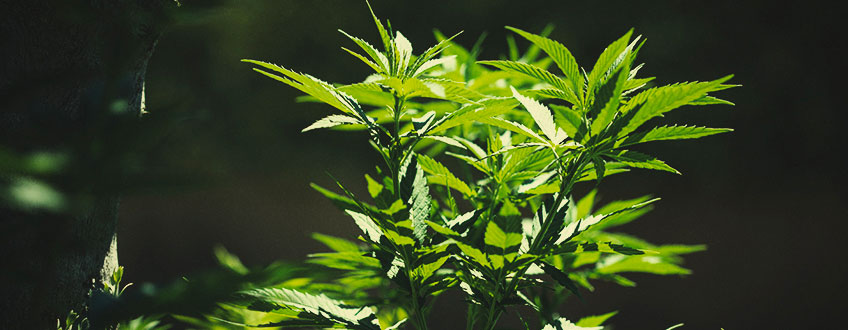 Come Spostare le tue Piante di Cannabis Indoor all'Aperto Come Spostare le tue Piante di Cannabis Indoor all'Aperto