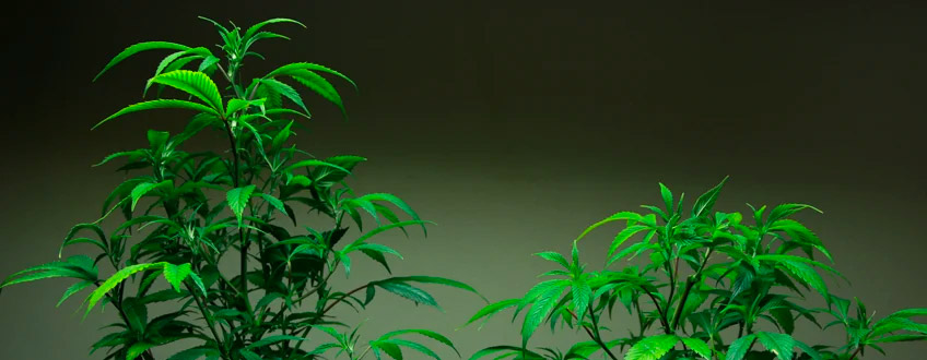 Confronto Topping Cannabis impianto