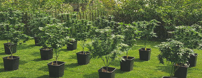 In Cosa Consiste la Coltivazione di Cannabis Sostenibile?