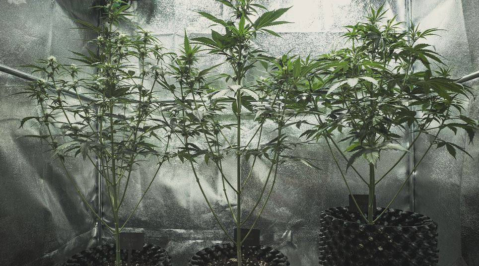 Perché la mia pianta di cannabis cresce alta e snella?