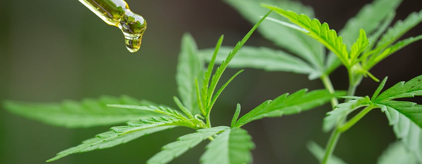 Perché la cannabis produce queste sostanze in modo naturale?