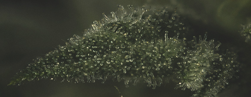 L'IMPORTANZA DEI TERPENI NELLA CANNABIS L'IMPORTANZA DEI TERPENI NELLA CANNABIS