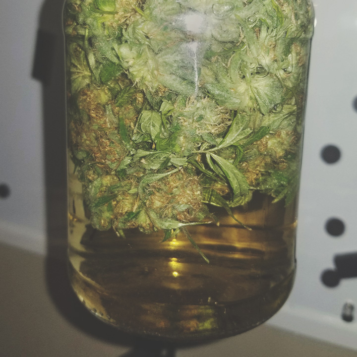 Come Conciare la Marijuana con l'Acqua Come Conciare la Marijuana con l'Acqua