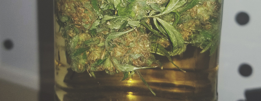 Come Conciare la Marijuana con l'Acqua Come Conciare la Marijuana con l'Acqua