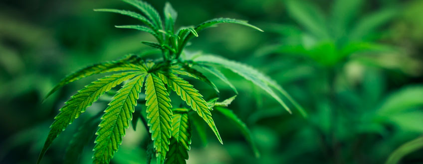 Zinco deficiency cannabis plant