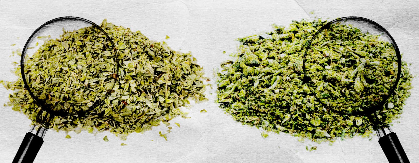 Are you smoking weed?