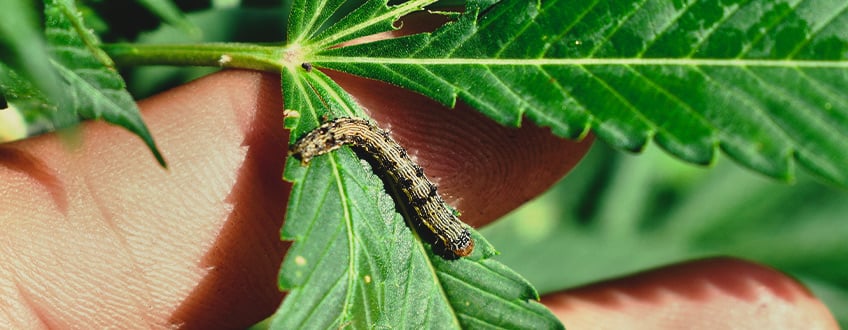 RIMUOVERE I BRUCHI DALLE PIANTE DI CANNABIS