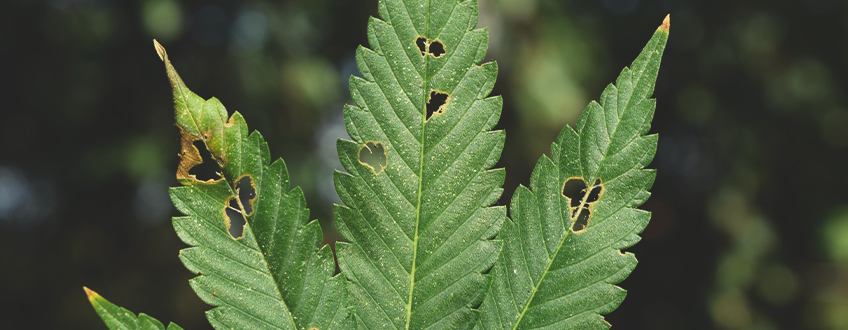 I BRUCHI POSSONO UCCIDERE LE MIE PIANTE DI CANNABIS?