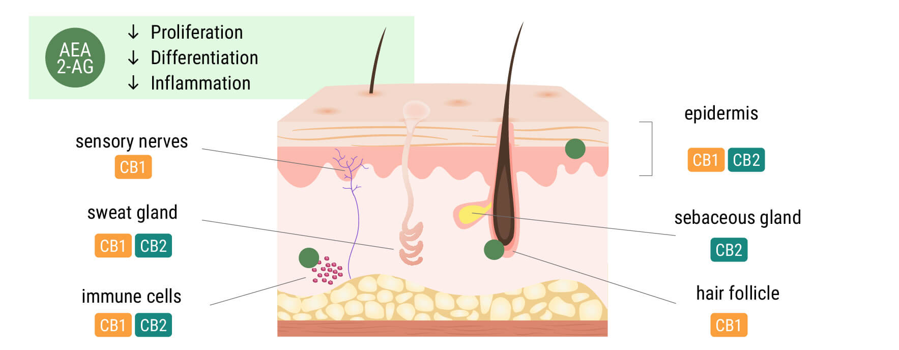 Il sistema endocannabinoide nella pelle