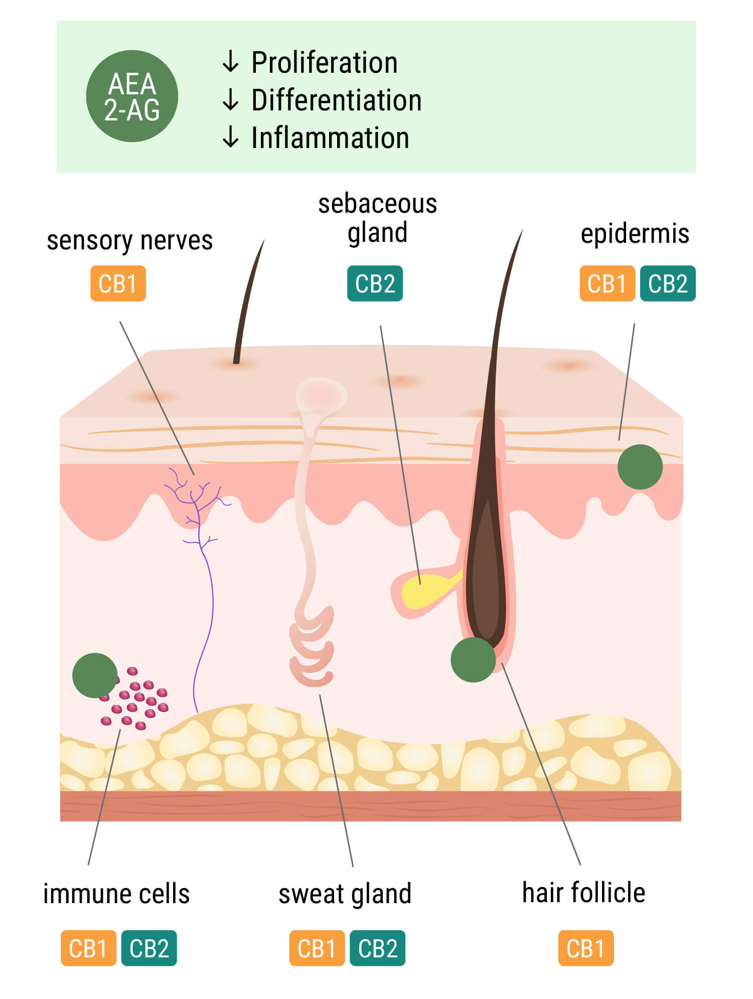 Il sistema endocannabinoide nella pelle Il sistema endocannabinoide nella pelle
