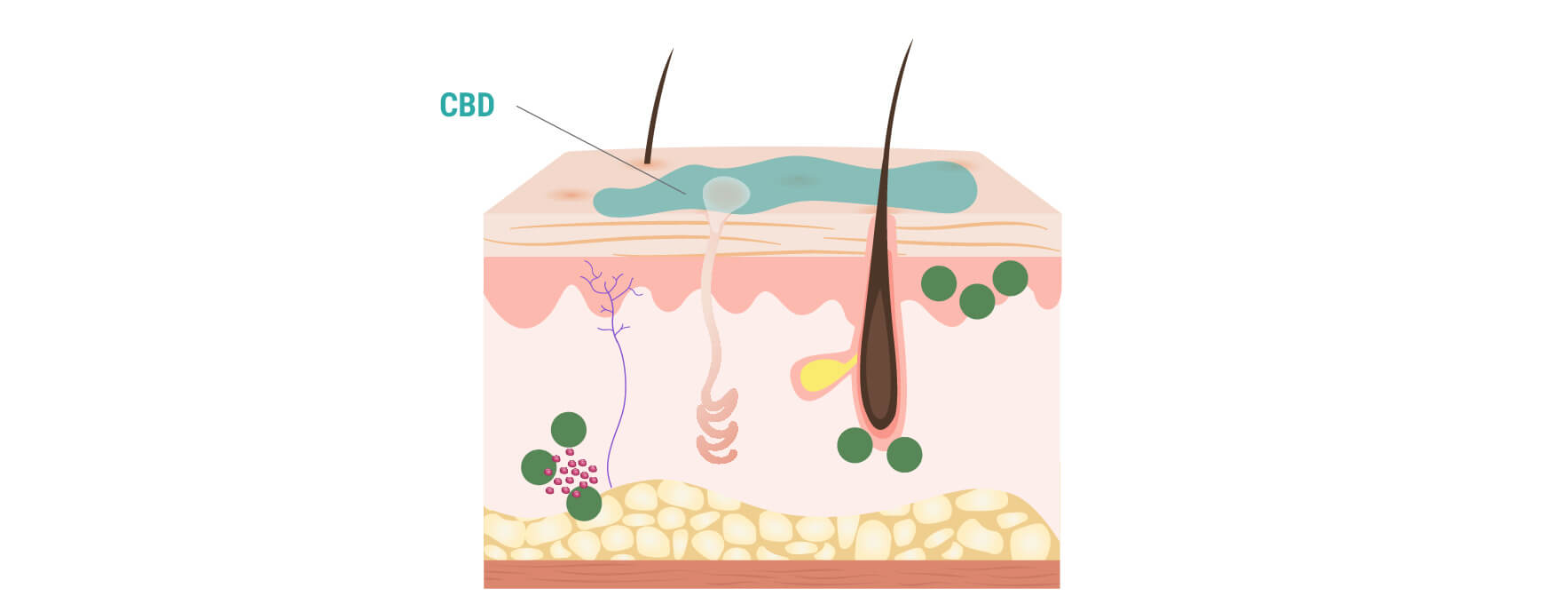 In che modo il CBD interagisce con la pelle? In che modo il CBD interagisce con la pelle?