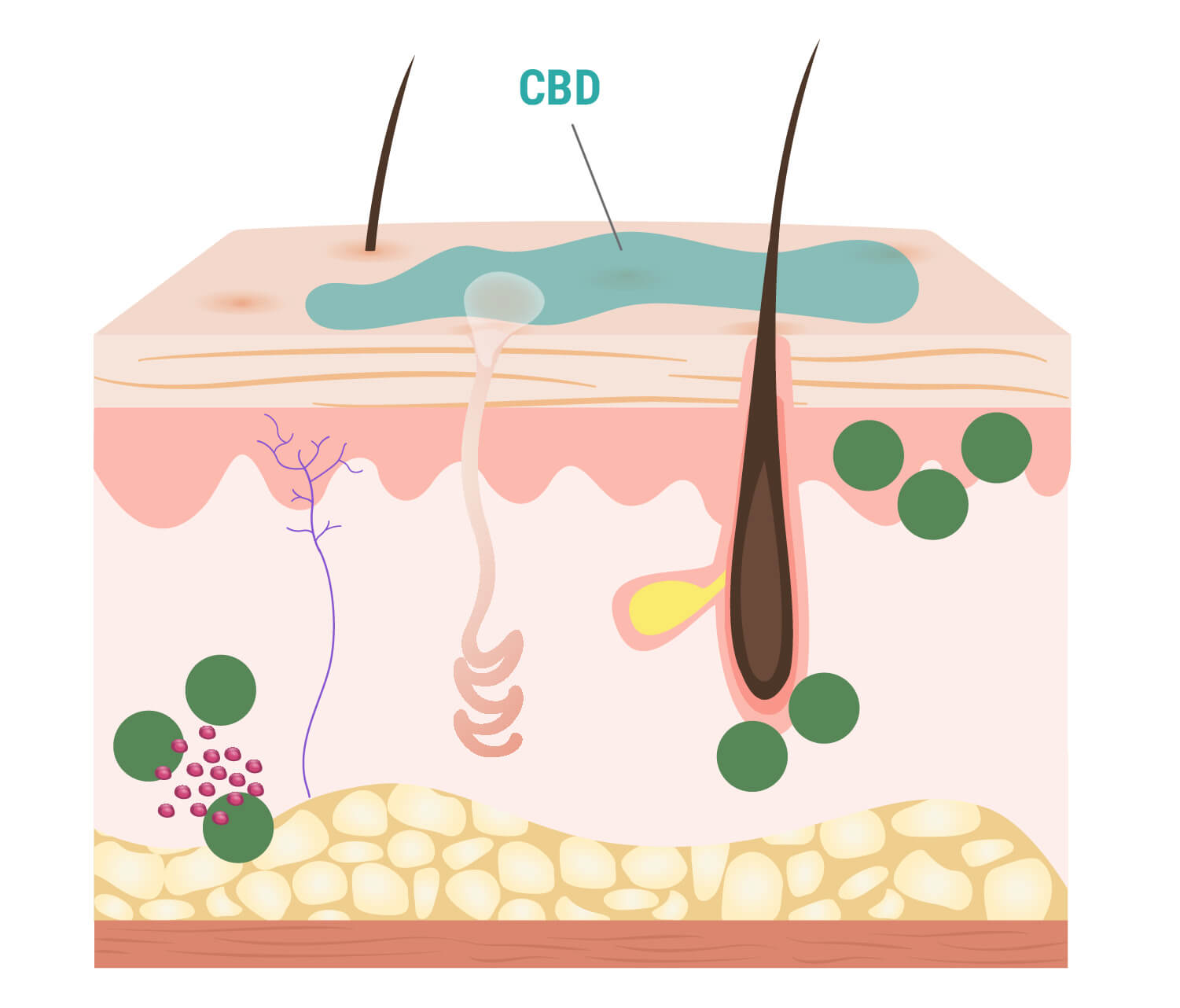 In che modo il CBD interagisce con la pelle?