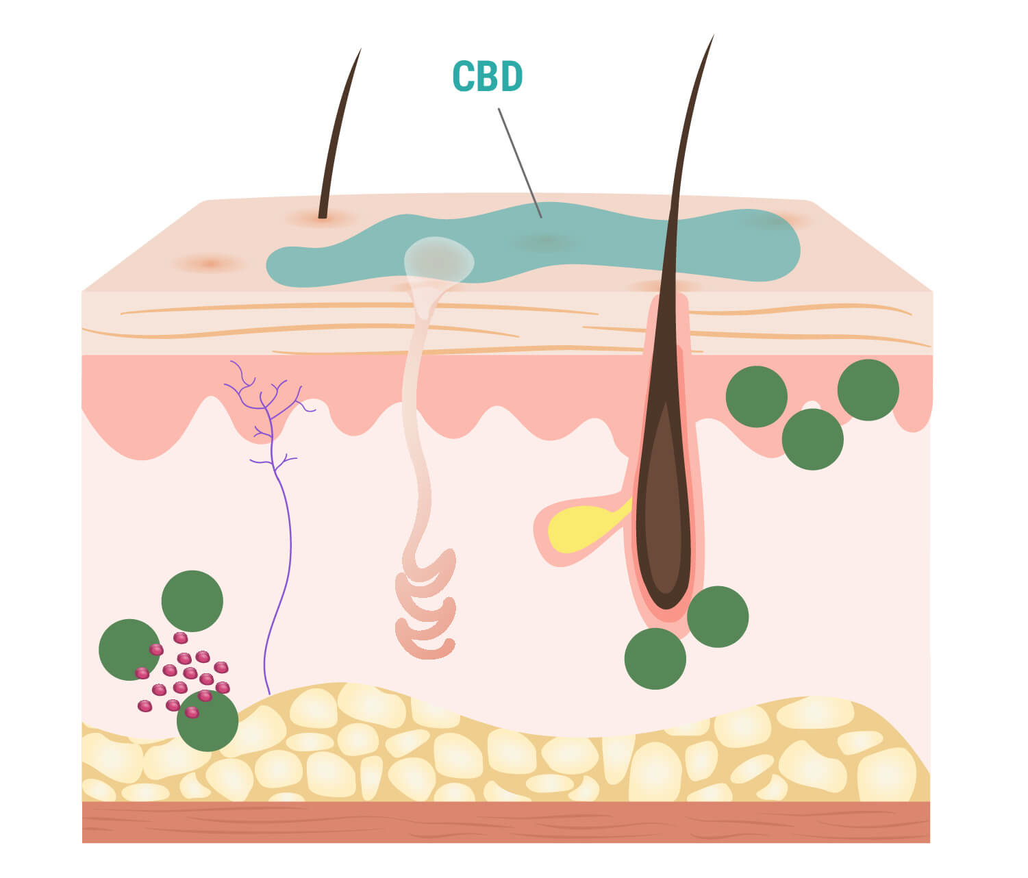 In che modo il CBD interagisce con la pelle? In che modo il CBD interagisce con la pelle?