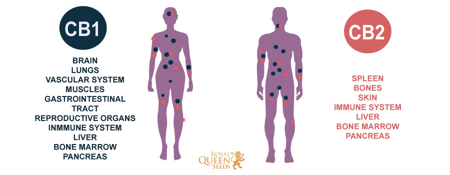 Endocannabinoid System Endocannabinoid System