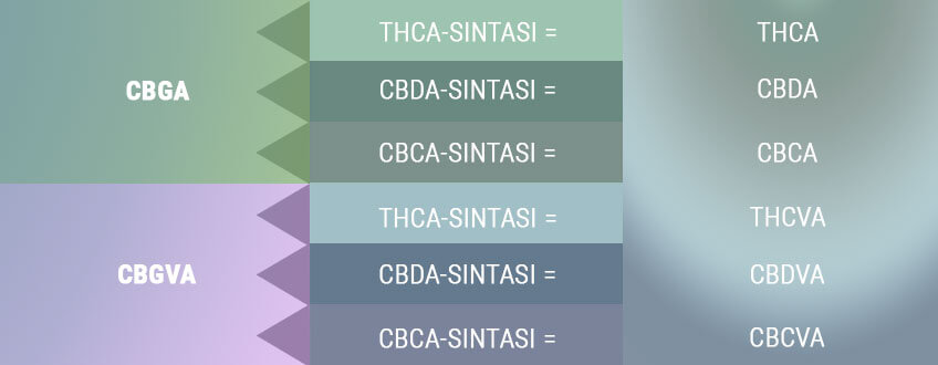 LA BIOSINTESI CREA LE FORME ACIDE DEI CANNABINOIDI PRIMARI