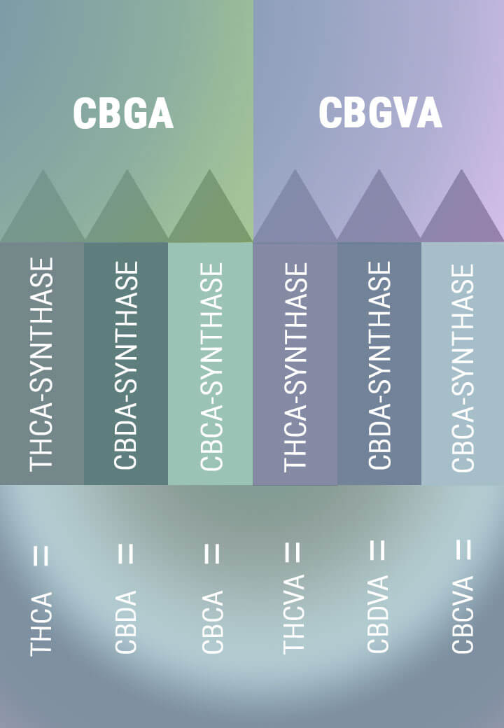 Biosintesi del CBG