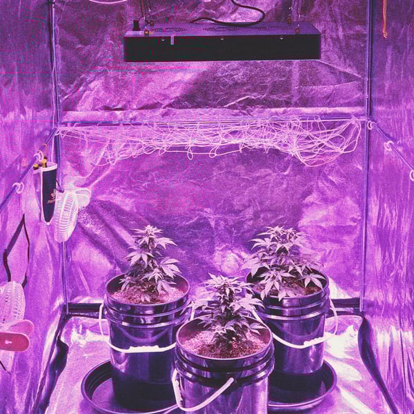 Coltivare Cannabis Indoor e Outdoor con un Budget Limitato Coltivare Cannabis Indoor e Outdoor con un Budget Limitato