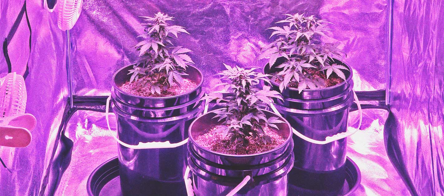 Coltivare Cannabis Indoor e Outdoor con un Budget Limitato Coltivare Cannabis Indoor e Outdoor con un Budget Limitato
