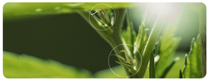 Pistils Pistils