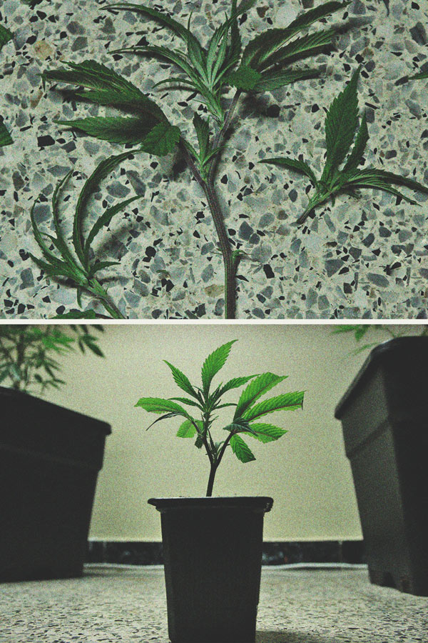 Coltivare Cannabis Indoor e Outdoor con un Budget Limitato Coltivare Cannabis Indoor e Outdoor con un Budget Limitato