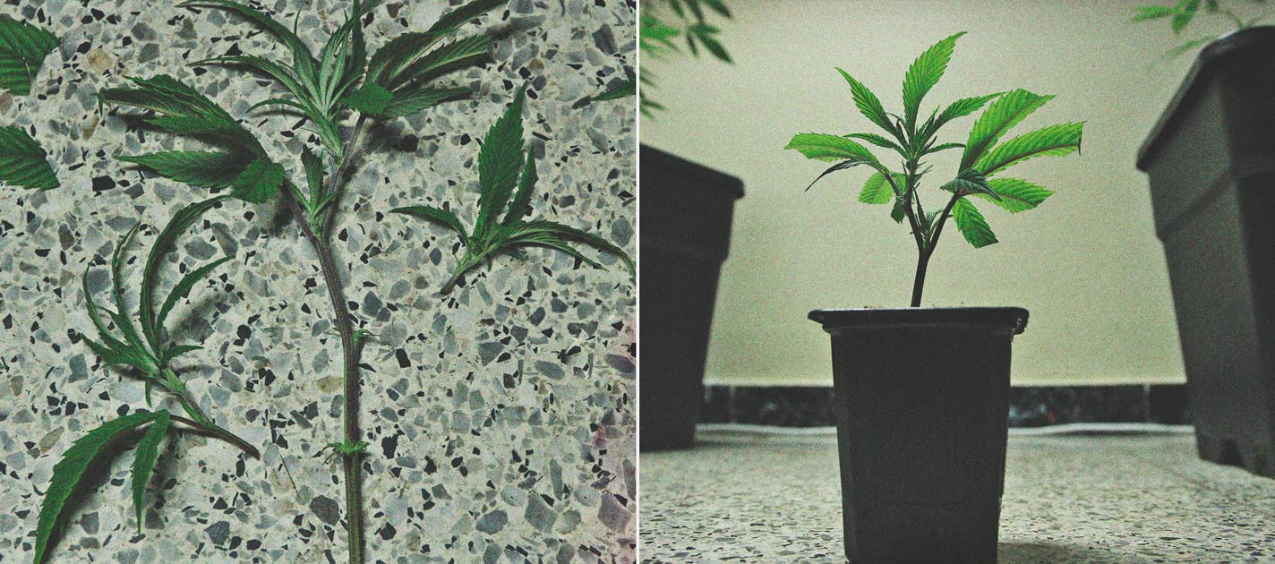 Coltivare Cannabis Indoor e Outdoor con un Budget Limitato