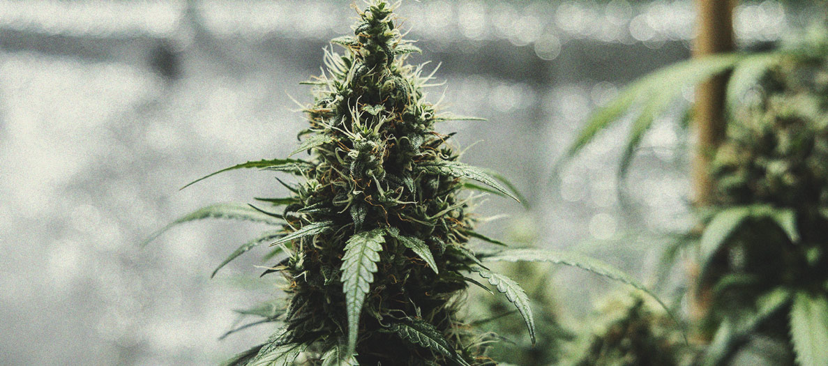 Cime di cannabis: Una lezione di anatomia Cime di cannabis: Una lezione di anatomia