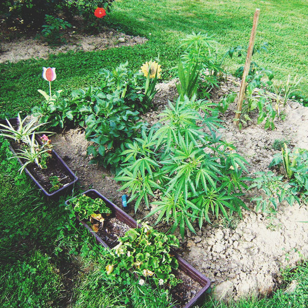 The Basics of Cannabis Outdoor Growing (Part 4) The Basics of Cannabis Outdoor Growing (Part 4)