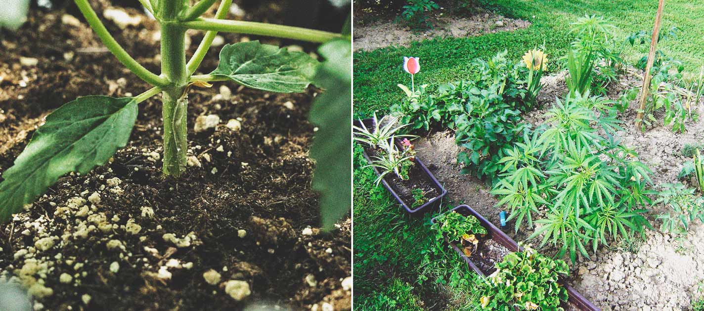 The Basics of Cannabis Outdoor Growing (Part 4) The Basics of Cannabis Outdoor Growing (Part 4)