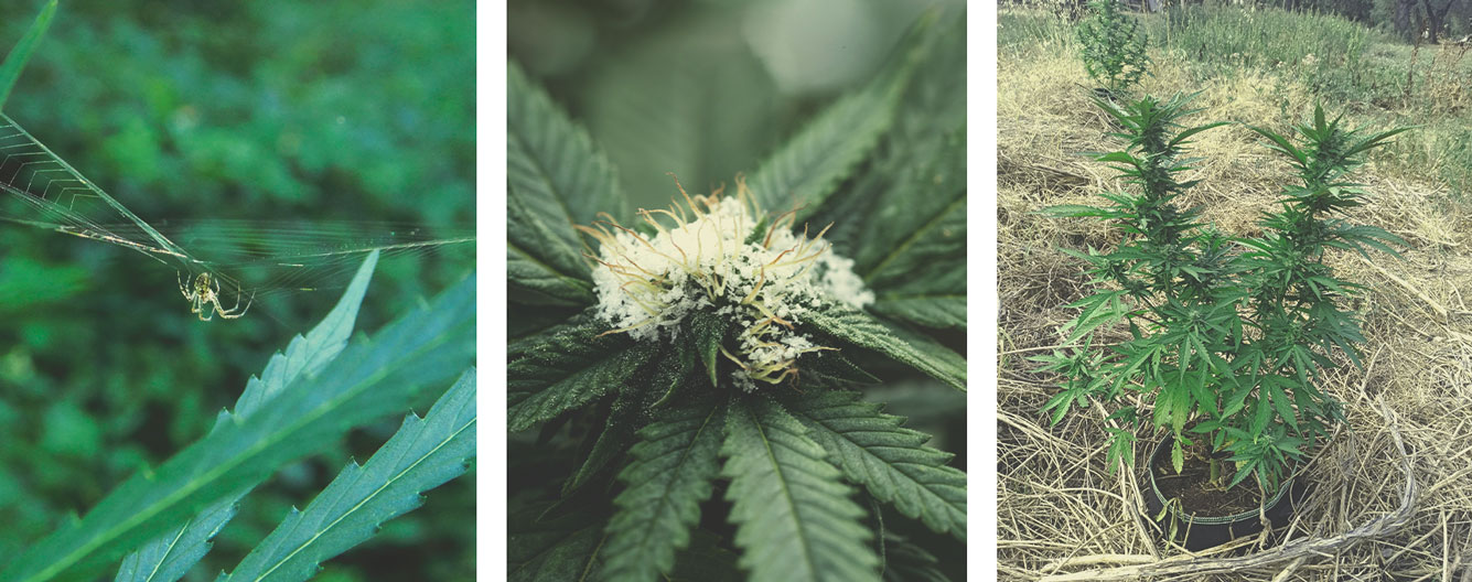 Gli svantaggi della coltivazione di cannabis outdoor