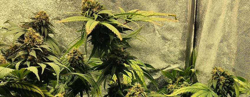 Royal Cookies Auto Royal Cookies Auto