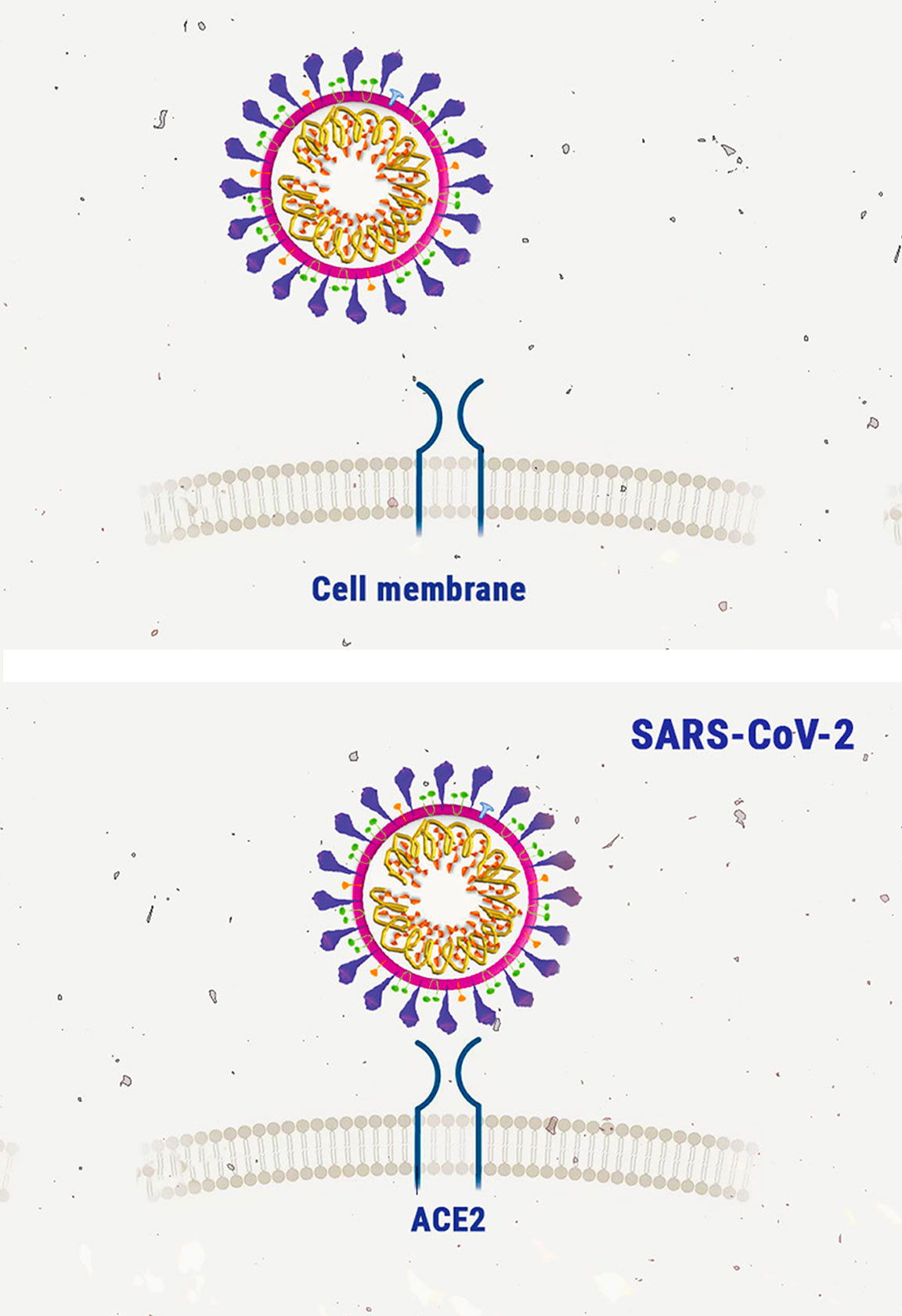 Cannabis e coronavirus: esaminiamo la ricerca Cannabis e coronavirus: esaminiamo la ricerca