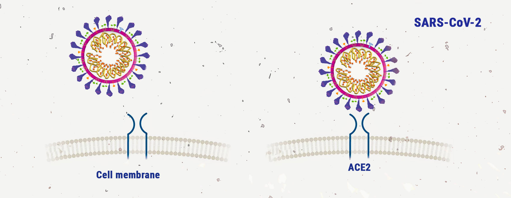 Cannabis e coronavirus: esaminiamo la ricerca Cannabis e coronavirus: esaminiamo la ricerca