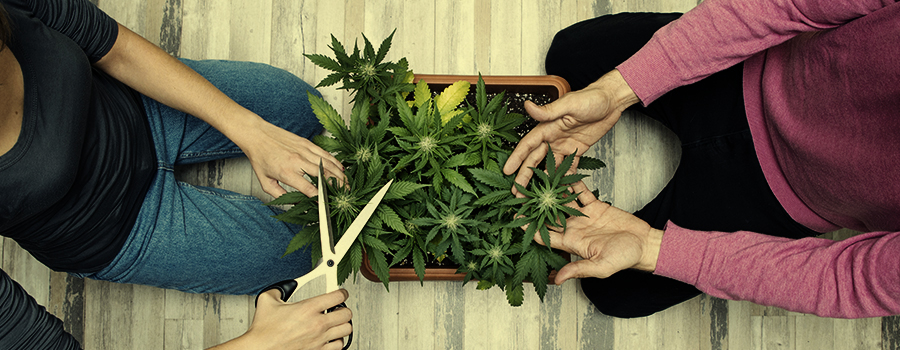 LA CANNABIS RENDE PIÙ PIACEVOLI I PASTI LA CANNABIS RENDE PIÙ PIACEVOLI I PASTI