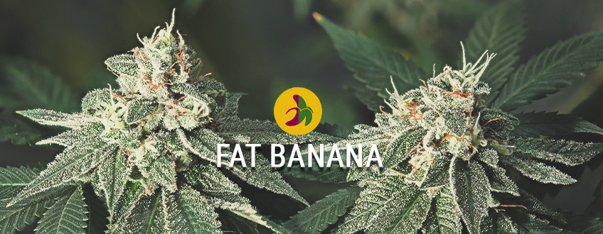 La più grande e pregiata banana Kush: Fat BananaLa più grande e pregiata banana Kush: Fat Banana