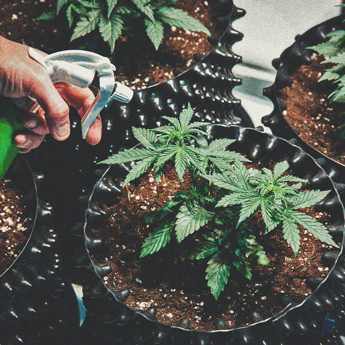 Le Migliori Varietà di Cannabis per Coltivatori Principianti