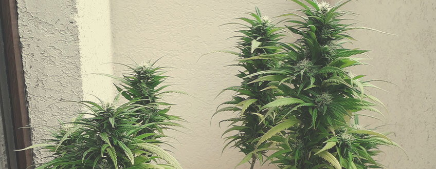 Critical Kush Critical Kush
