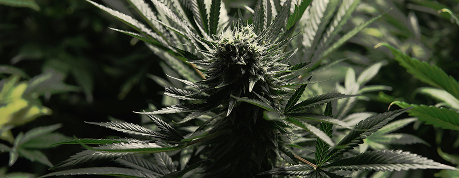 Critical Kush Critical Kush