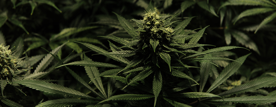 Critical Kush Critical Kush