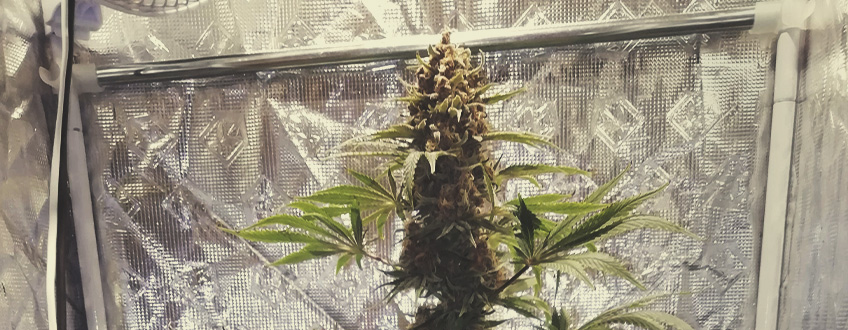 Critical Kush Critical Kush