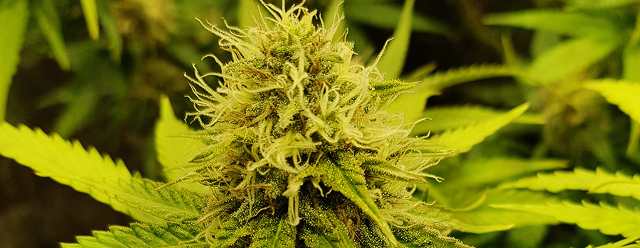 Critical Critical