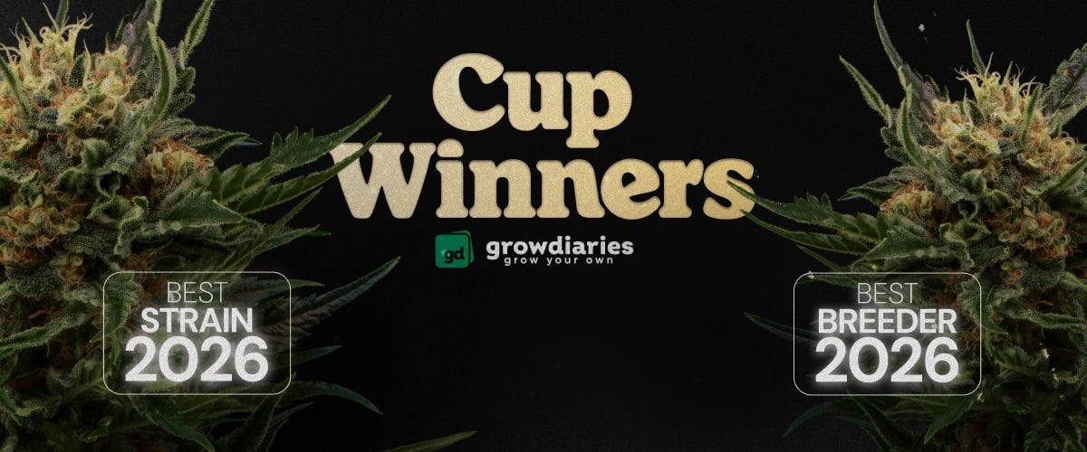 Banner dei premi cannabis Cup Winners 2026 con la migliore varietà e il miglior breeder, cime di cannabis e logo GrowDiaries